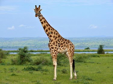 Male Rothschild's giraffe (Giraffa camelopardalis rothschildi) Giraffe,Rothschild's Giraffe,Giraffa camelopardalis rothschildi