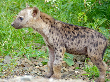 Spotted hyaena cub (Crocuta crocuta) Spotted hyaena,spotted hyena,Crocuta crocuta,Chordates,Chordata,Hyaenidae,Hyenas, Aardwolves,Carnivores,Carnivora,Mammalia,Mammals,Savannah,crocuta,Carnivorous,Least Concern,Africa,Tropical,Desert,Sub
