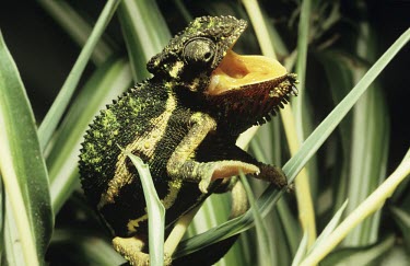Cape dwarf chameleon with mouth open Adult,Appendix II,Sub-tropical,CITES,Carnivorous,Bradypodion,Reptilia,Chamaeleonidae,Terrestrial,Squamata,Africa,Chordata,Animalia,Forest,Arboreal