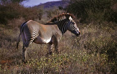 Grevy's zebra (Equus grevyi) Zebra,Grevy's zebra,Equus grevyi,Perissodactyla,Odd-toed Ungulates,Chordates,Chordata,Mammalia,Mammals,Equidae,Horses, Donkeys, Zebras,Appendix I,grevyi,Savannah,Terrestrial,Animalia,Equus,Semi-desert