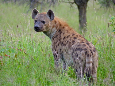 Spotted hyaena (Crocuta crocuta) Spotted hyaena,spotted hyena,Crocuta crocuta,Chordates,Chordata,Hyaenidae,Hyenas, Aardwolves,Carnivores,Carnivora,Mammalia,Mammals,Savannah,crocuta,Carnivorous,Least Concern,Africa,Tropical,Desert,Sub