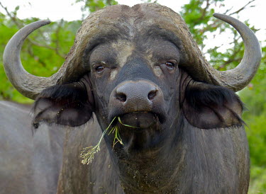 Cape Buffalo (Syncerus caffer) bull close-up Cape buffalo,African buffalo,Syncerus caffer,Even-toed Ungulates,Artiodactyla,Chordates,Chordata,Bovidae,Bison, Cattle, Sheep, Goats, Antelopes,Mammalia,Mammals,Animalia,Terrestrial,caffer,Least Conce
