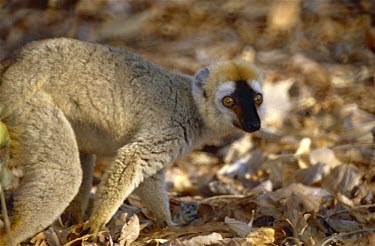 Red-fronted lemur (Eulemur rufifrons), male Red-fronted lemur,Eulemur rufifrons,Primates,Africa,Appendix I,Sub-tropical,Omnivorous,rufifrons,Mammalia,Tropical,Arboreal,Lemuridae,Eulemur,Animalia,Chordata,Near Threatened,IUCN Red List