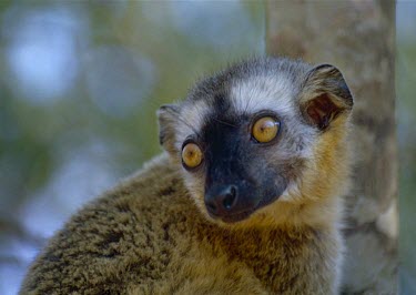 Red-fronted lemur (Eulemur rufifrons), female Red-fronted lemur,Eulemur rufifrons,Primates,Africa,Appendix I,Sub-tropical,Omnivorous,rufifrons,Mammalia,Tropical,Arboreal,Lemuridae,Eulemur,Animalia,Chordata,Near Threatened,IUCN Red List
