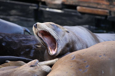California sea lion yawning (Zalophus californianus) yawn,yawning,Wild,Chordates,Chordata,Mammalia,Mammals,Carnivores,Carnivora,Otariidae,Eared Seals,Ocean,North America,Coastal,Aquatic,Animalia,Terrestrial,Pacific,Zalophus,Carnivorous,Least Concern,cal