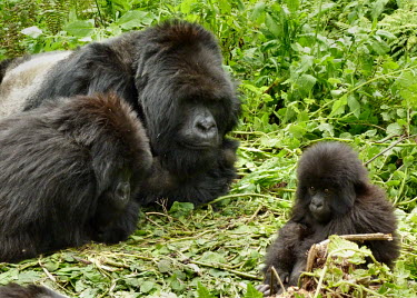 Mountain gorilla family Silverback,young,baby,family,Wild,Rainforest,Hominidae,Chordata,Endangered,Gorilla,Africa,Animalia,beringei,Terrestrial,Mammalia,Primates,Herbivorous,IUCN Red List