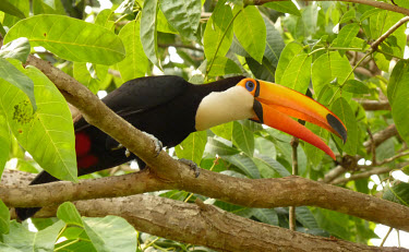 Toco Toucan side view