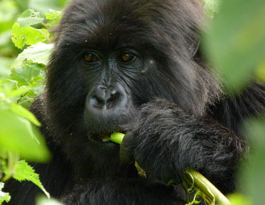 Young female mountain gorilla female,young,feeding,Eastern gorilla,Rainforest,Hominidae,Chordata,Endangered,Gorilla,Africa,Animalia,beringei,Terrestrial,Mammalia,Primates,Herbivorous,IUCN Red List