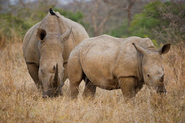 White rhino rhinoceros,grazing,mother and baby,baby,square-lipped rhino,Rhinocerous,Rhinocerotidae,Perissodactyla,Odd-toed Ungulates,Mammalia,Mammals,Chordates,Chordata,Appendix II,Scrub,simum,Terrestrial,Savanna