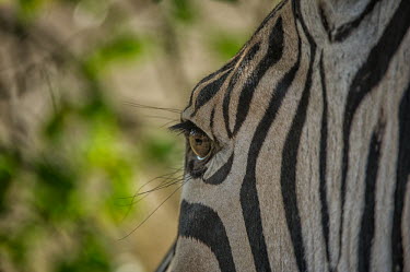 Zebra zebra,close-up,eye,eyelashes,face,stripes,stripey,striped