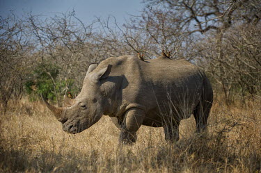 White rhino rhinoceros,grazing,square-lipped rhino,being groomed,symbiotic,Rhinocerous,Rhinocerotidae,Perissodactyla,Odd-toed Ungulates,Mammalia,Mammals,Chordates,Chordata,Appendix II,Scrub,simum,Terrestrial,Sava
