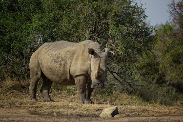 White rhino rhinoceros,grazing,square-lipped rhino,Rhinocerous,Rhinocerotidae,Perissodactyla,Odd-toed Ungulates,Mammalia,Mammals,Chordates,Chordata,Appendix II,Scrub,simum,Terrestrial,Savannah,Near Threatened,Afr