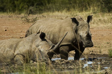 White rhino rhinoceros,square-lipped rhino,mud-bathing,mud,wallowing,Rhinocerous,Rhinocerotidae,Perissodactyla,Odd-toed Ungulates,Mammalia,Mammals,Chordates,Chordata,Appendix II,Scrub,simum,Terrestrial,Savannah,N
