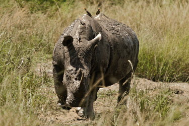 White rhino rhinoceros,square-lipped rhino,mud bath,mud,muddy,grooming,symbiosis,symbiotic,Rhinocerous,Rhinocerotidae,Perissodactyla,Odd-toed Ungulates,Mammalia,Mammals,Chordates,Chordata,Appendix II,Scrub,simum,