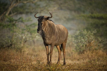 Wildebeest gnu,antelope,Bovidae,ungulate,prey species
