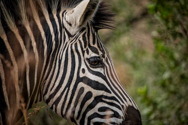 Zebra zebra,close-up,eye,face,stripes,stripey,striped