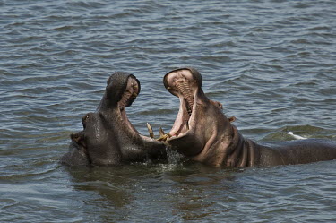Hippo aggression,mouth,teeth
