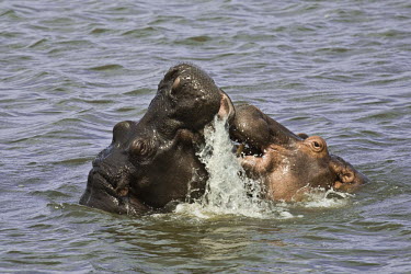 Hippo aggression,mouth,teeth