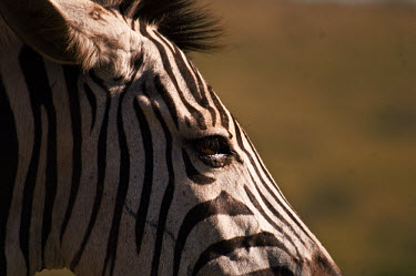Zebra zebra,close-up,eye,eyelashes,face,stripes,stripey,striped