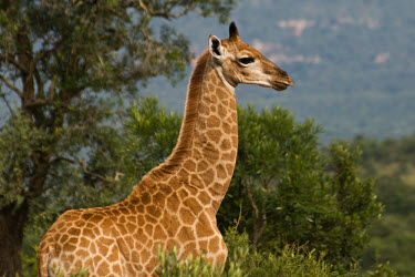 Giraffe side view,Even-toed Ungulates,Artiodactyla,Chordates,Chordata,Mammalia,Mammals,Giraffidae,Giraffes,Terrestrial,Africa,Cetartiodactyla,Savannah,Herbivorous,Endangered,camelopardalis,Animalia,Giraffa,Le