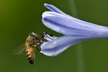 Bee pollination,pollinator,insect