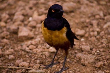 Hildebrandt's starling starlings,birds,colourful,Sturnidae