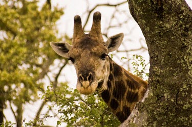 Giraffe funny,neck,Even-toed Ungulates,Artiodactyla,Chordates,Chordata,Mammalia,Mammals,Giraffidae,Giraffes,Terrestrial,Africa,Cetartiodactyla,Savannah,Herbivorous,Endangered,camelopardalis,Animalia,Giraffa,L