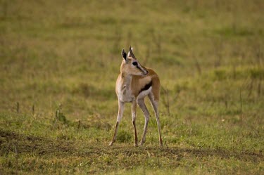 Thompson's Gazelle antelopes,Bovidae,ungulate,prey,Bison, Cattle, Sheep, Goats, Antelopes,Even-toed Ungulates,Artiodactyla,Mammalia,Mammals,Chordates,Chordata,Near Threatened,Eudorcas,Animalia,Savannah,Herbivorous,thoms