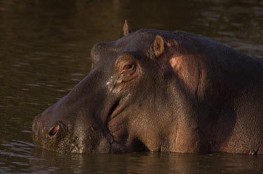 Hippo water,side view