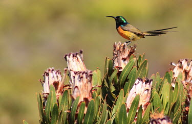 Orange-breasted Sunbird perched,Orange-breasted sunbird,Nectarinia violacea