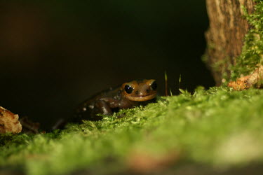 Fire salamander (Salamandra salamandra alfredschmidti), black morph, in Asturias, Spain Amphibian,amfibio,hmedo,wet,swamp,pond,lake,urodela,lago,torrente,rio,asturias,salamander,salamandra,alfredschmidti,polymorphism,forest.,Wild