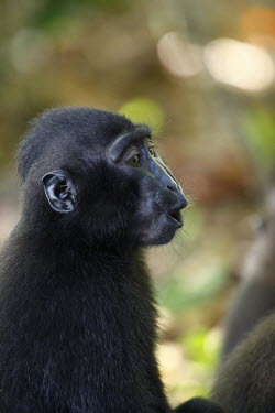 Young crested black macaque vocalising young male,calling,vocalising,endemic,primate,black,Macaca Nigra Project,Wild,Mammalia,Mammals,Chordates,Chordata,Primates,Old World Monkeys,Cercopithecidae,Omnivorous,Asia,Appendix II,Tropical,Arbore