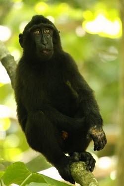 Young crested black macaque with injured hand caused by snare injury,hand,snare,trap,juvenile,young,endemic,primate,black,Macaca Nigra Project,Wild,Mammalia,Mammals,Chordates,Chordata,Primates,Old World Monkeys,Cercopithecidae,Omnivorous,Asia,Appendix II,Tropica