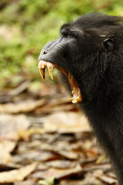 Crested black macaque yawning yawning,mouth open,canines,display,endemic,primate,black,Macaca Nigra Project,Wild,Mammalia,Mammals,Chordates,Chordata,Primates,Old World Monkeys,Cercopithecidae,Omnivorous,Asia,Appendix II,Tropical,A
