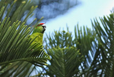 Male red-fronted parakeet calling from Norfolk pine branch Male,calling,perched,norfolk pine,Cyanoramphus cookii,Animalia,Vulnerable,Terrestrial,Cyanoramphus,novaezelandiae,cookii,Australia,Aves,Psittacidae,Flying,Psittaciformes,Chordata,Omnivorous,IUCN Red L