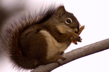 Squirrel Cute,eating,Rodentia