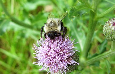 Common Eastern Bumble Bee (Bombus impatiens) pollinating Cursed Thistle (Cirsium arvense) Bees,pollinator,pollination,bumble bee,common eastern bumble bee,Bombus impatiens,flowers