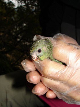 Young Malherbe's parakeet Chick,Flying,Animalia,Aves,Terrestrial,Forest,Chordata,Critically Endangered,IUCN Red List,Psittaciformes,Cyanoramphus,Omnivorous,Psittacidae,Australia