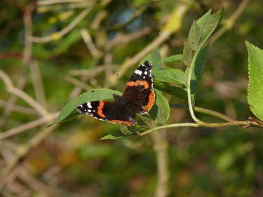 Red admiral Laurence Browning butterflies,perching,Nymphalidae,Brush-Footed Butterflies,Lepidoptera,Butterflies, Skippers, Moths,Arthropoda,Arthropods,Insects,Insecta,Urban,North America,Europe,Flying,Common,Fluid-feeding,Agricultural,Africa,Animalia,Asia,Vanessa