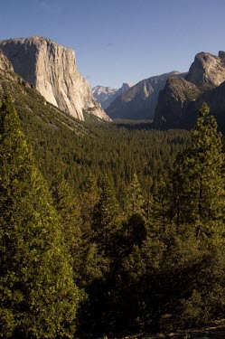 Yosemite Valley pine,forest,woodland,national parks
