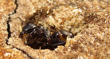 Carpenter Ant (Camponotus sp.) Ants,carpenter ant,ant,insects,Camponotus,Arthropoda,Carnivorous,Europe,Grassland,Insecta,Terrestrial,Hymenoptera,Animalia,Formicidae