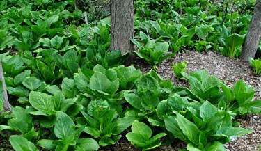 Eastern skunk cabbage / Swamp cabbage / Polecat weed (Symplocarpus foetidus) Eastern skunk cabbage,Symplocarpus foetidus,plants,invasive species
