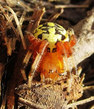 Marbled Orbweaver (Araneus marmoreus) Spider,Arachnidae,marbled orbweaver,Araneus marmoreus