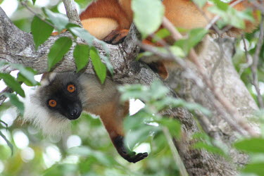 Eulemur macaco, female Eulemur macaco,black lemur,vulnerable,Wild