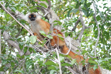 Eulemur macaco, female Eulemur macaco,black lemur,vulnerable,Wild
