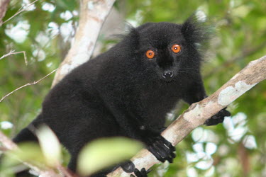 Eulemur macaco, male Eulemur macaco,black lemur,vulnerable,Wild