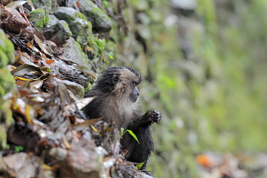 Young lion-tailed macaque Lion-tailed macaque,Macaca silenu,Western Ghats,India,monsoon,rain,monkey,threatened,endangered,juvenile,young,baby,animal,animalia,asia,biodiversity hotspot,bizarre,black,cercopithecidae,chordate,clo