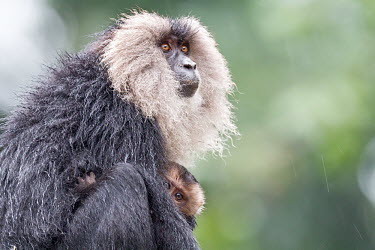 Lion-tailed macaque mother and young Lion-tailed macaque,Macaca silenu,Western Ghats,India,monsoon,rain,monkey,threatened,endangered,juvenile,young,baby,animal,animalia,asia,biodiversity hotspot,bizarre,black,cercopithecidae,chordate,clo
