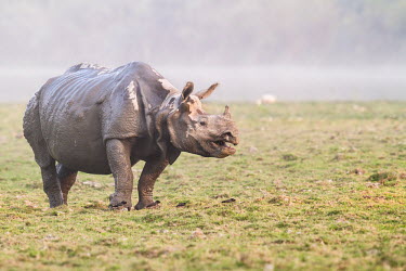 Indian rhinoceros grazing one-horned rhino,Indian rhino,rhino,Kaziranga,Assam,northeast India,India,endangered,critically endangered,grazing,close-up,Wild,Rhinocerous,Rhinocerotidae,Mammalia,Mammals,Chordates,Chordata,Perissod