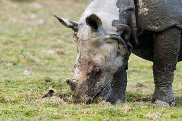 Kaziranga Rhino one-horned rhino,Indian rhino,rhino,Kaziranga,Assam,northeast India,India,endangered,critically endangered,wet,Wild,Rhinocerous,Rhinocerotidae,Mammalia,Mammals,Chordates,Chordata,Perissodactyla,Odd-to